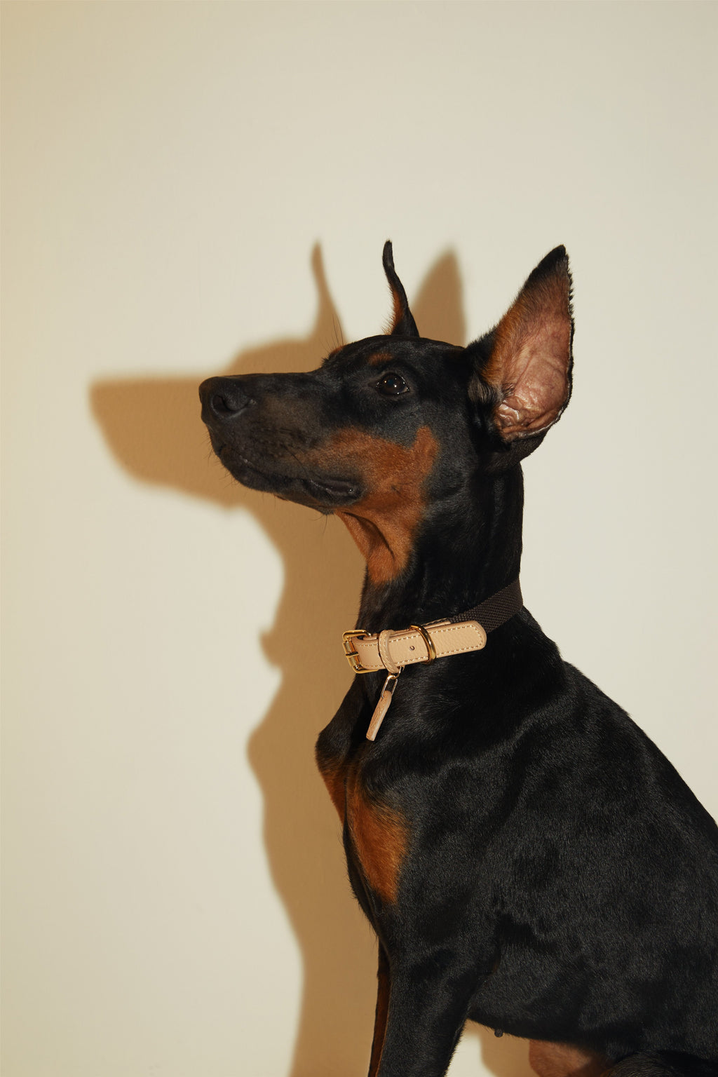Contrast Collar in Apricot and Black
