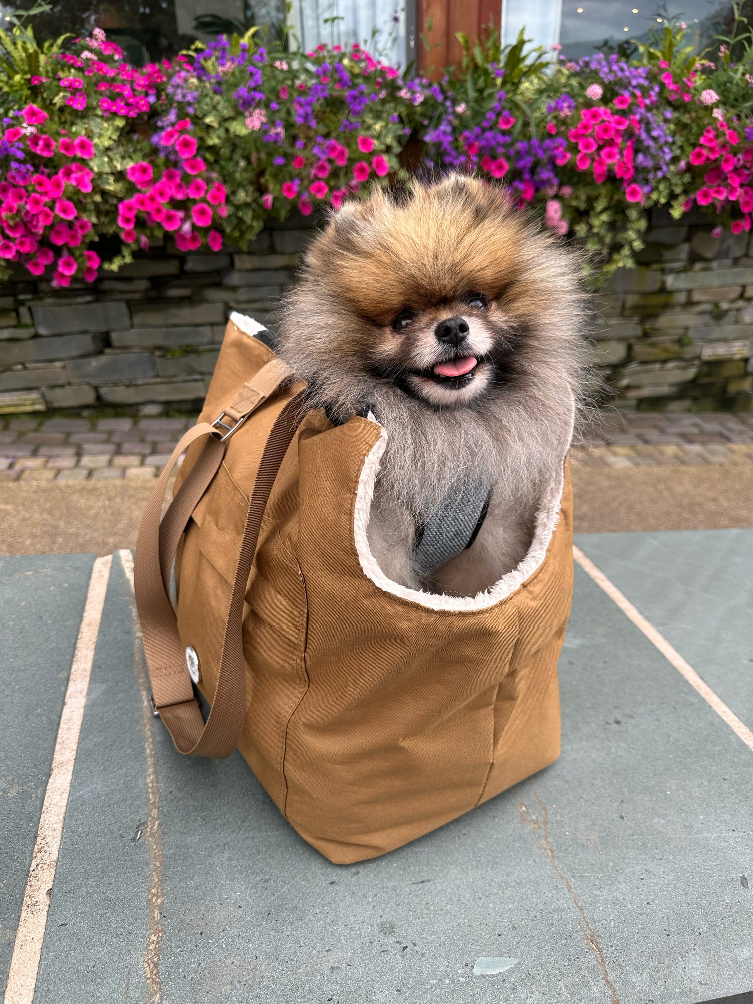 Light Brown and Cream Rainy Bear Pet Carrier for Dogs and Cats