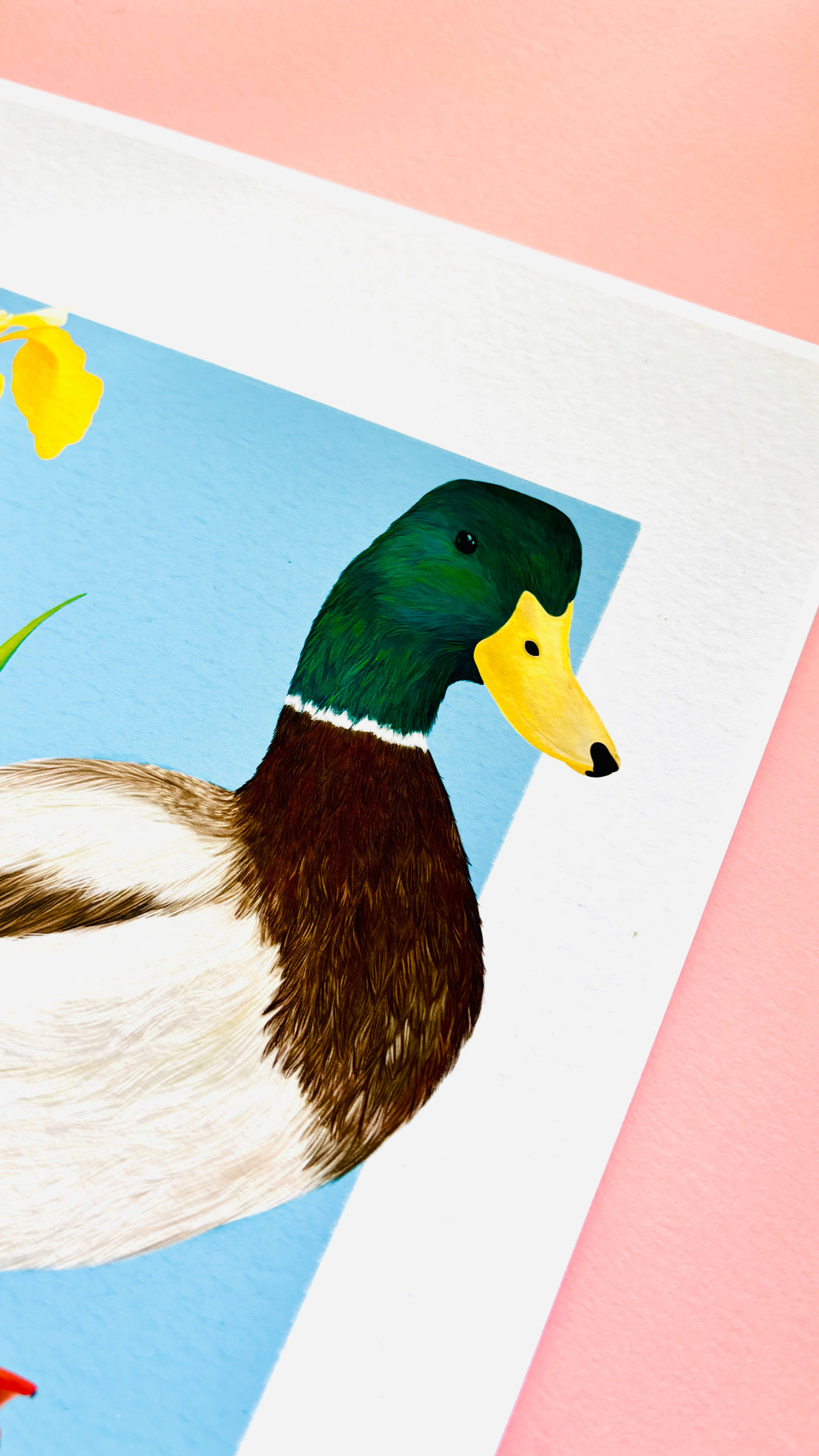 Mallard Duck and Iris British Wildlife Art Print
