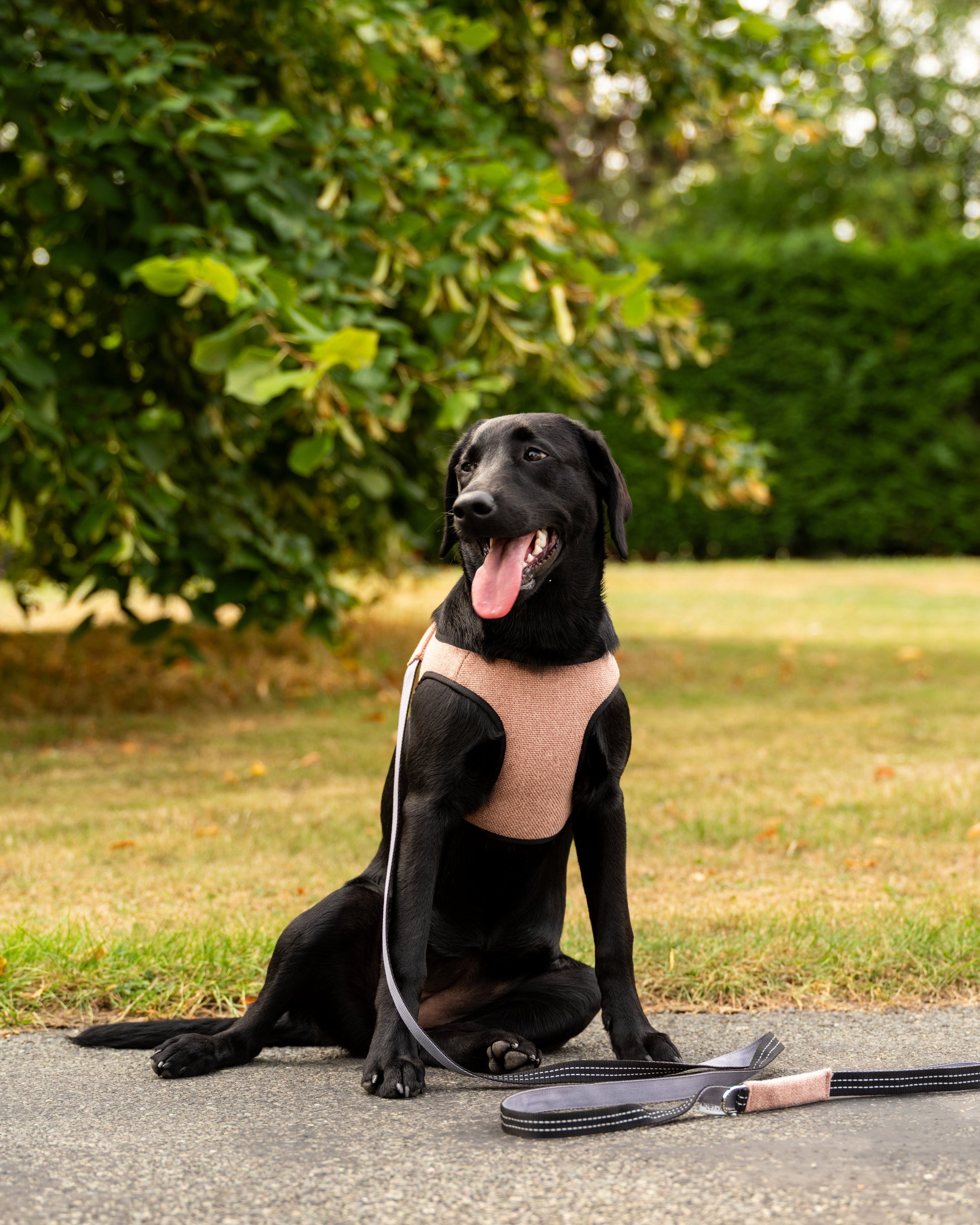 Mayfair Salmon Pink Dog Harness