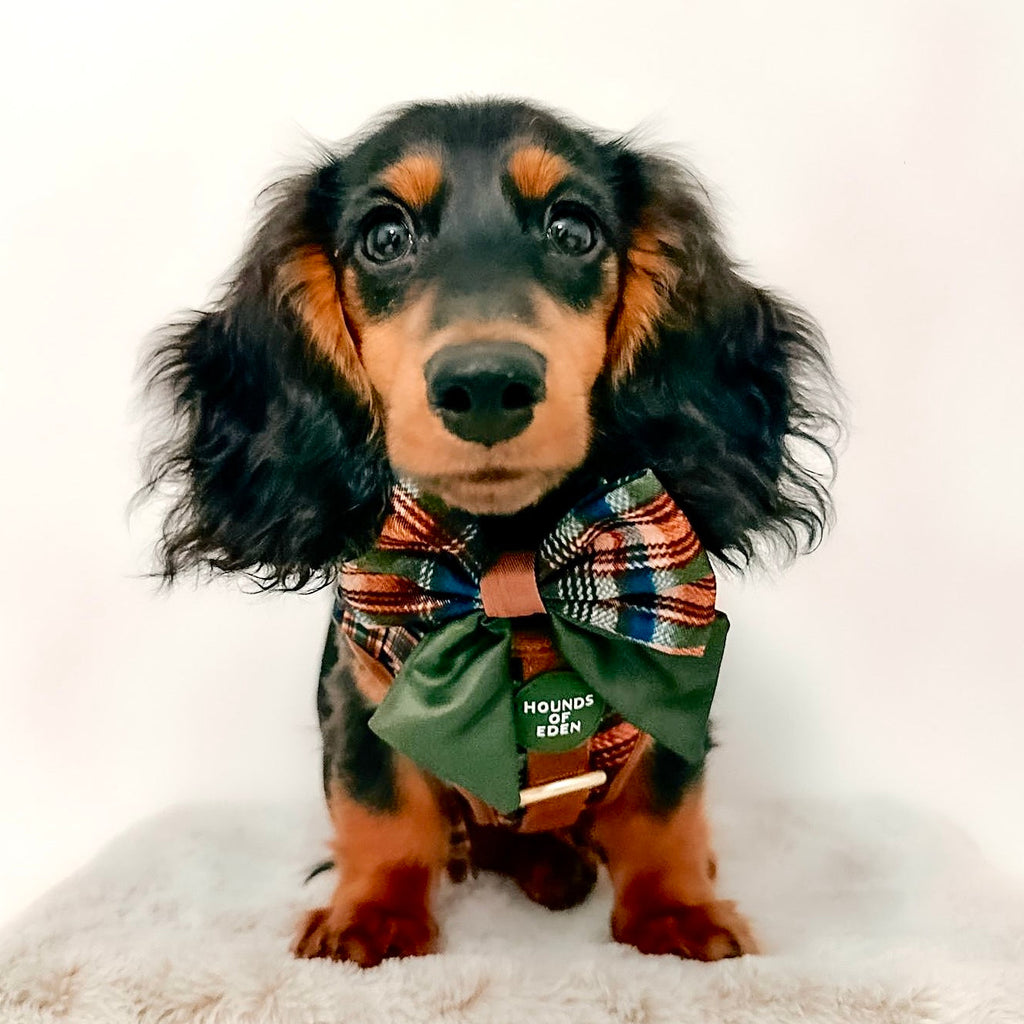 Oak Forest Plaid Dog Harness for Small Breeds