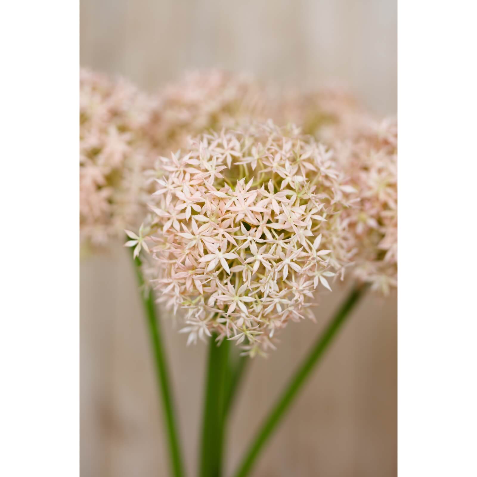 Pink Giant Allium faux floral stem, 90cm soft pink lifelike home decor, high-quality plastic by sostter at brixbailey.com