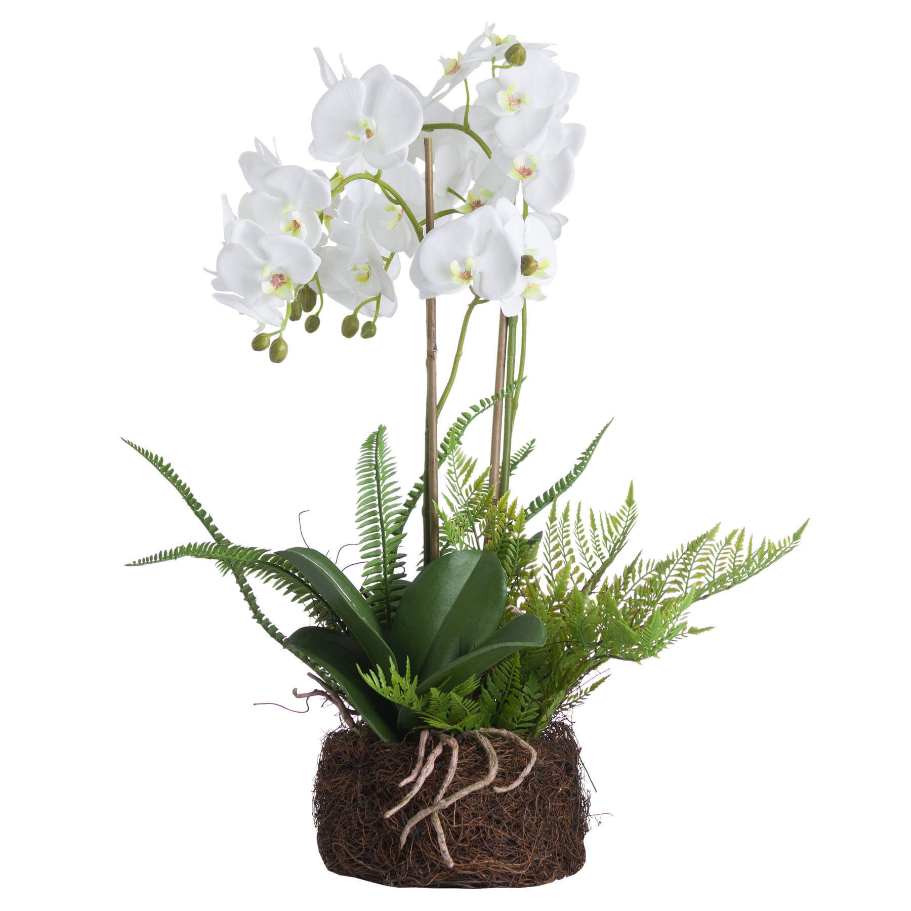 Lifelike white orchid arrangement with bamboo supports, rustic rootball base, and lush ferns for natural home decor. by sostter at brixbailey.com