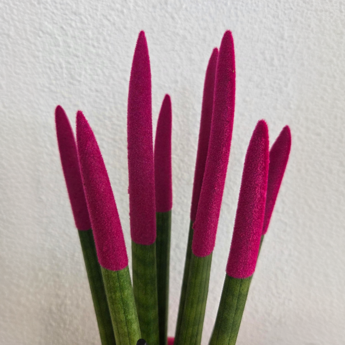 Snake Plant Velvet Touch Indoor Plant 20 to 40cm