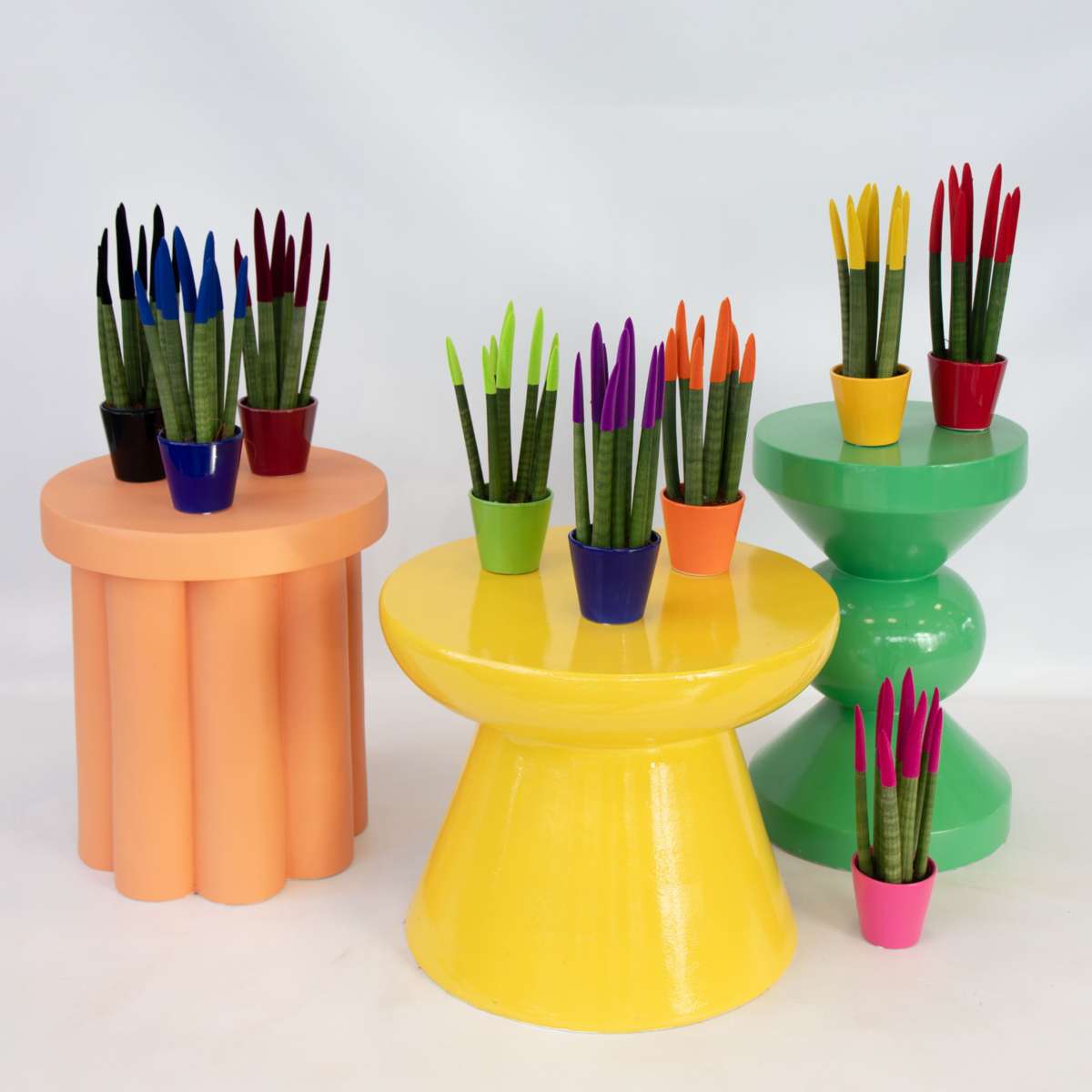 Snake Plant Velvet Touch 20 to 40cm