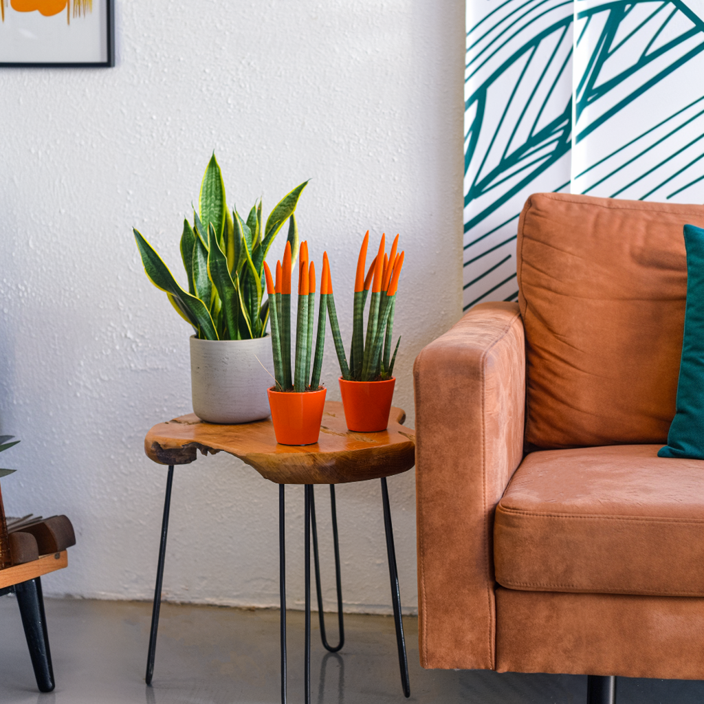 Snake Plant Velvet Touch 20 to 40cm