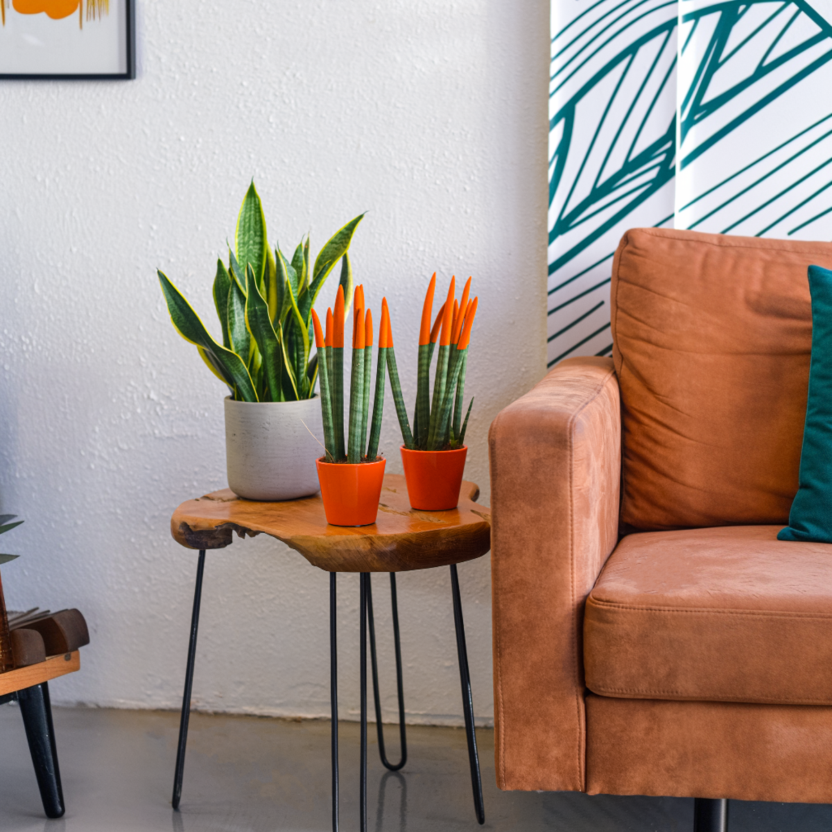 Snake Plant Velvet Touch 20 to 40cm