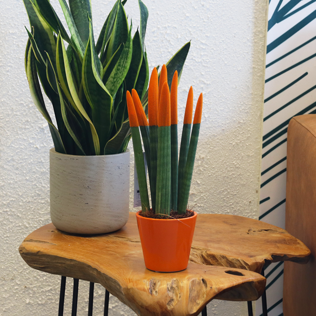 Snake Plant Velvet Touch 20 to 40cm