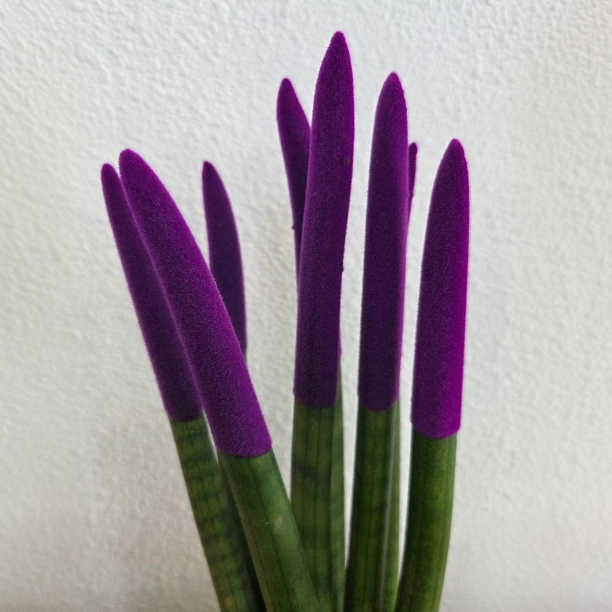 Snake Plant Velvet Touch 20 to 40cm