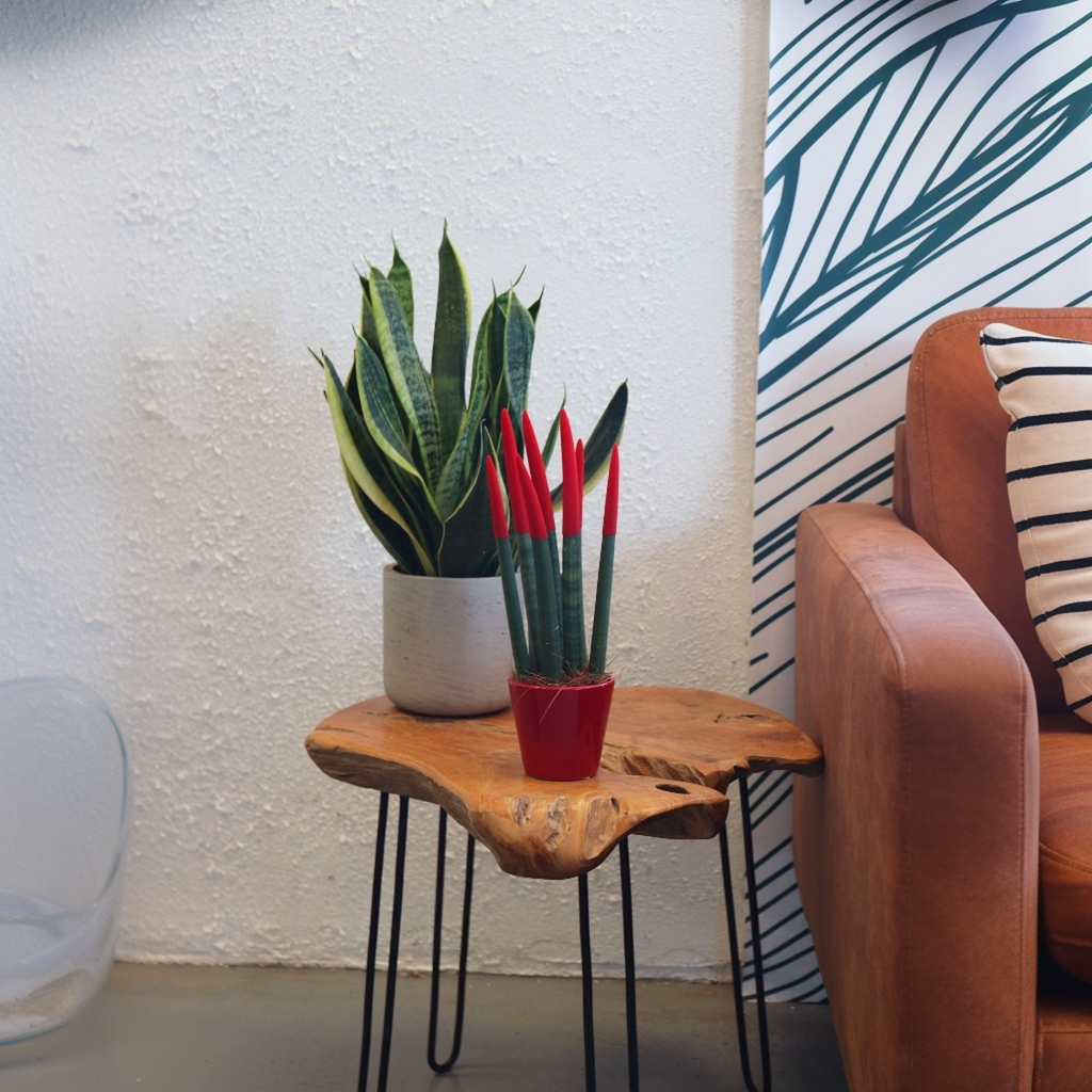 Velvet Touch Snake Plant 20-40cm