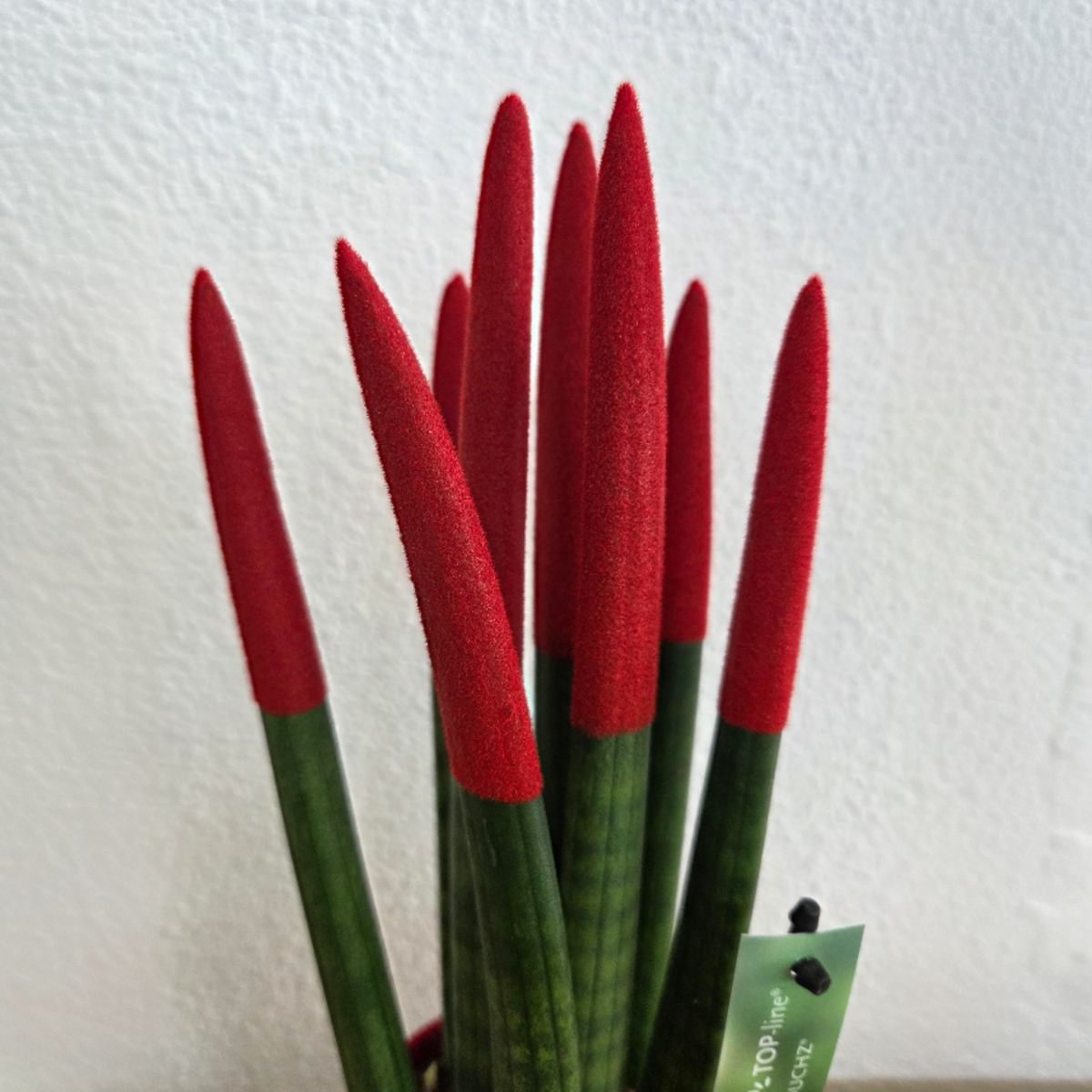 Velvet Touch Snake Plant 20-40cm