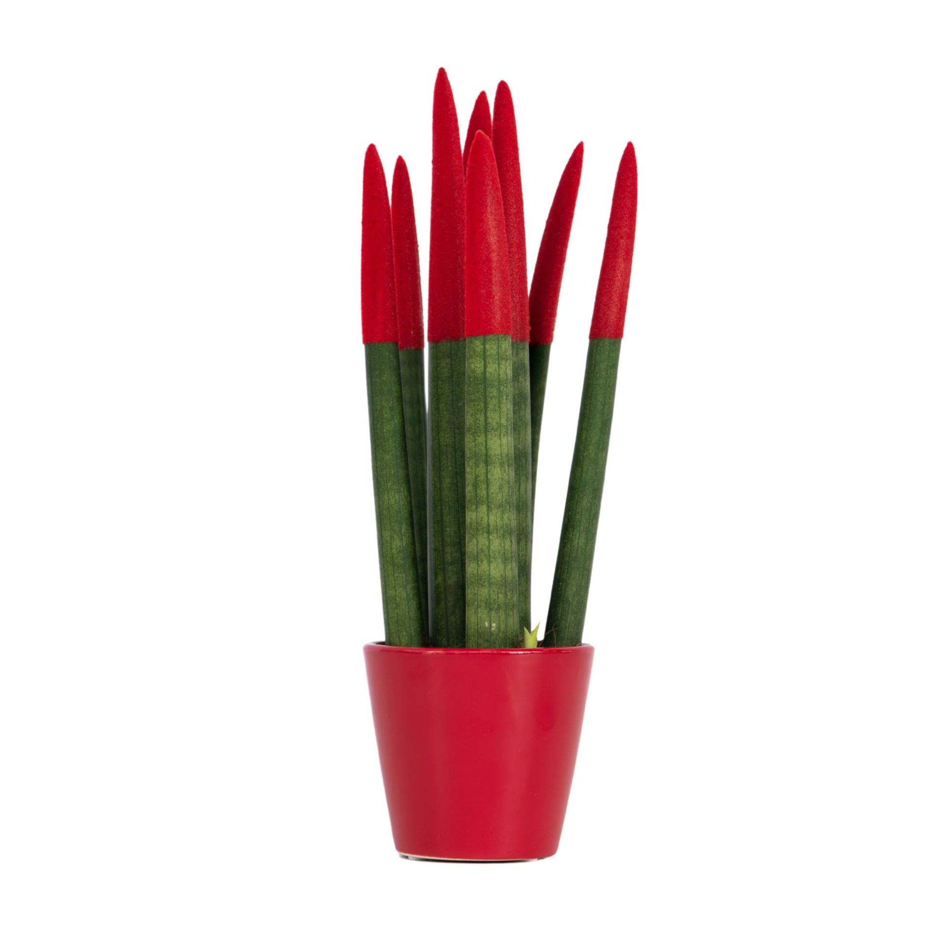 Velvet Touch Snake Plant 20-40cm