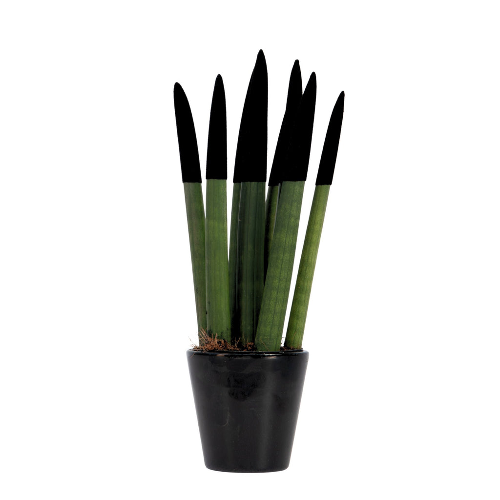 Snake Plant Velvet Touch 20 to 40cm Indoor Air Purifier