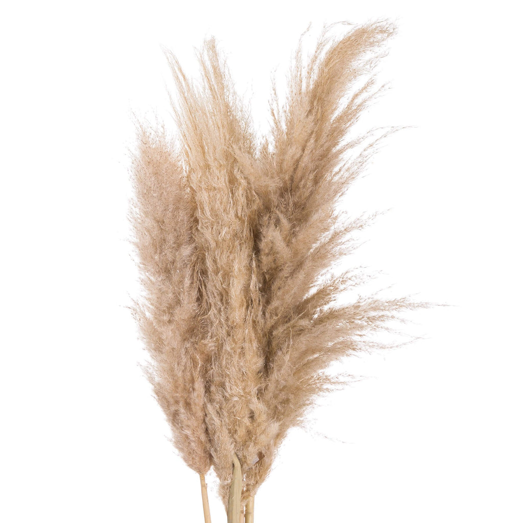 Hand-selected pampas grass stems in natural butter hue, soft feathery plumes, 110cm tall, home dÃ©cor accent by RoomLondon at brixbailey.com