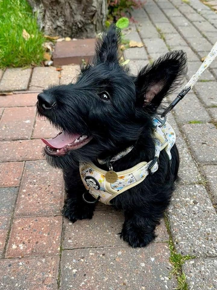 Bee-utiful Summer No Pull Dog Harness