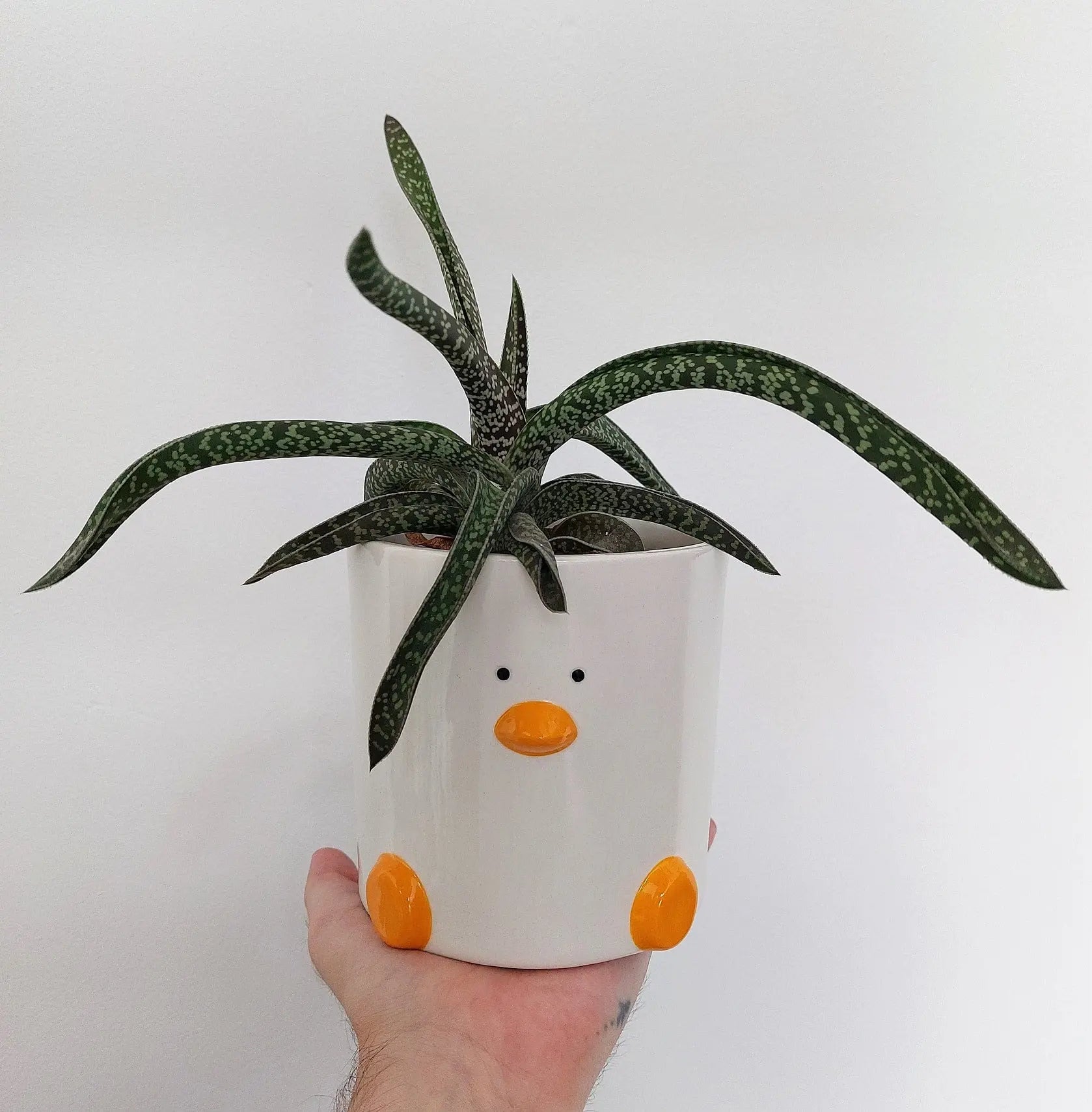 Duck Plant Pot 12cm with Drainage