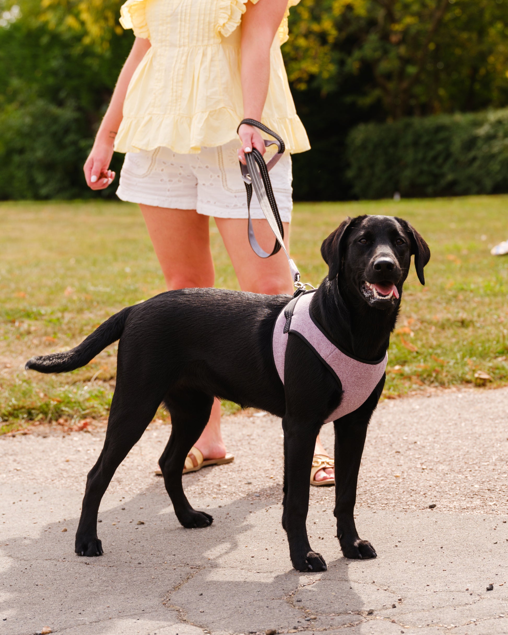 Mayfair Lily Dog Harness