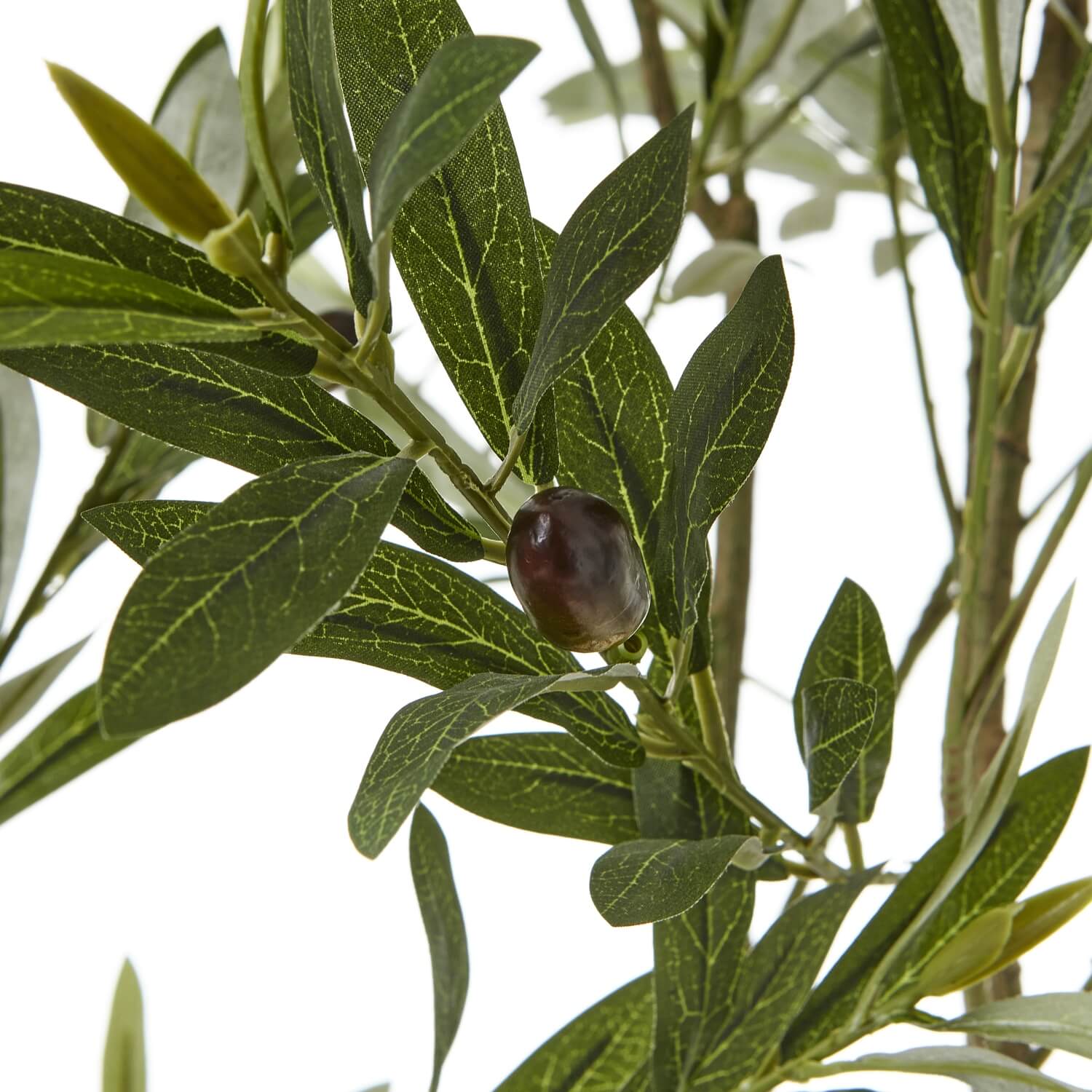200cm lifelike Apulia olive tree in white pot with silvery-green leaves and textured brown trunk by sostter at brixbailey.com