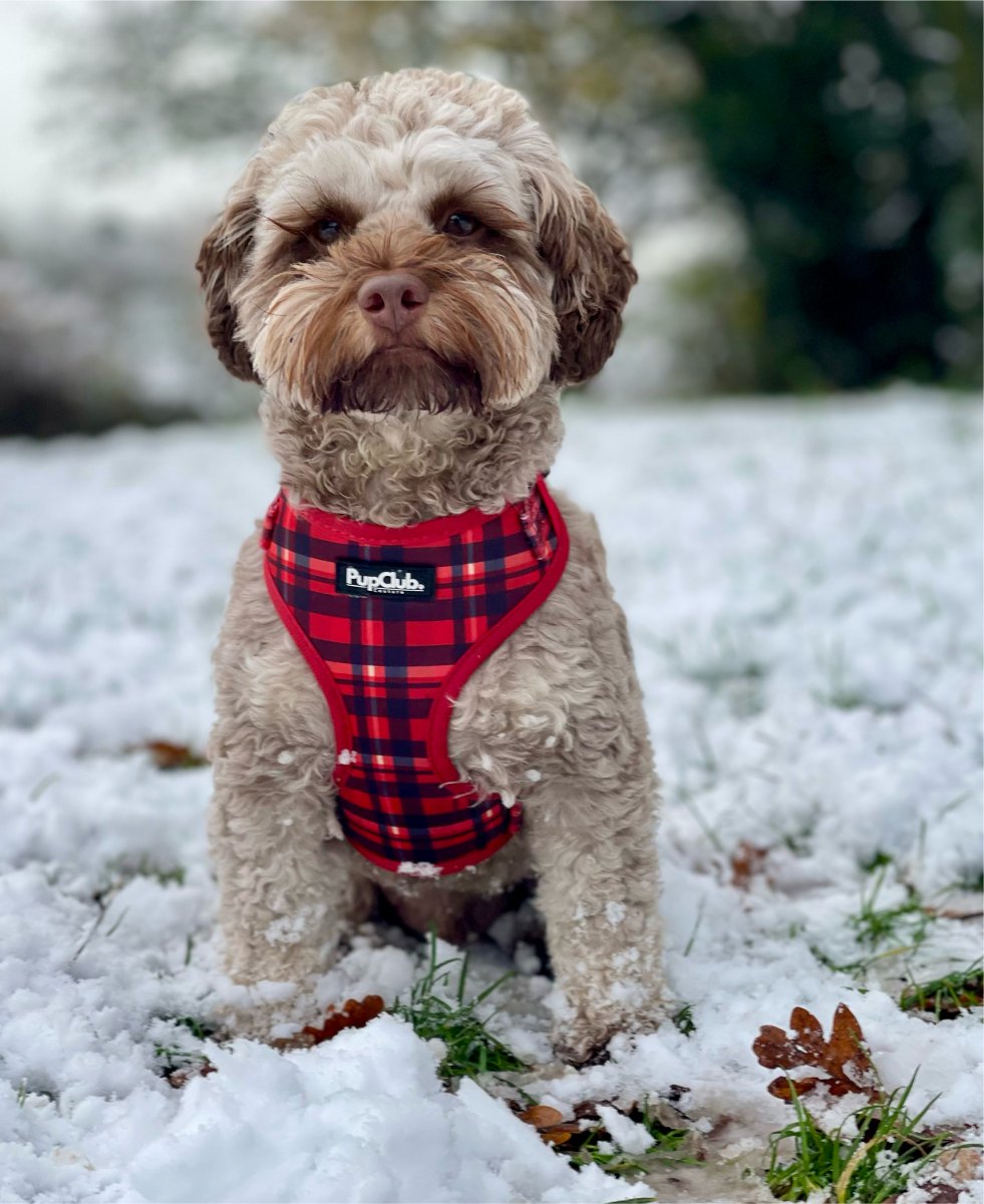 Red Tartan Adjustable Dog Harness