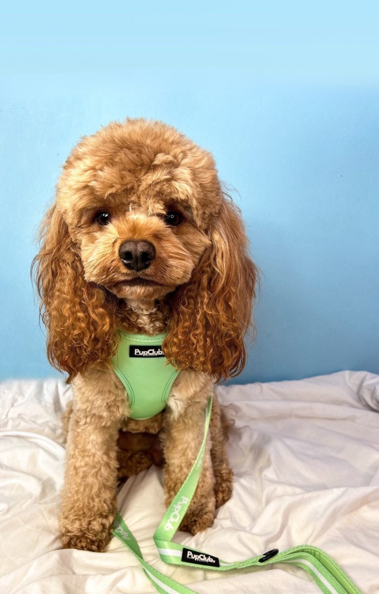 Pastel Green Lead for Dogs