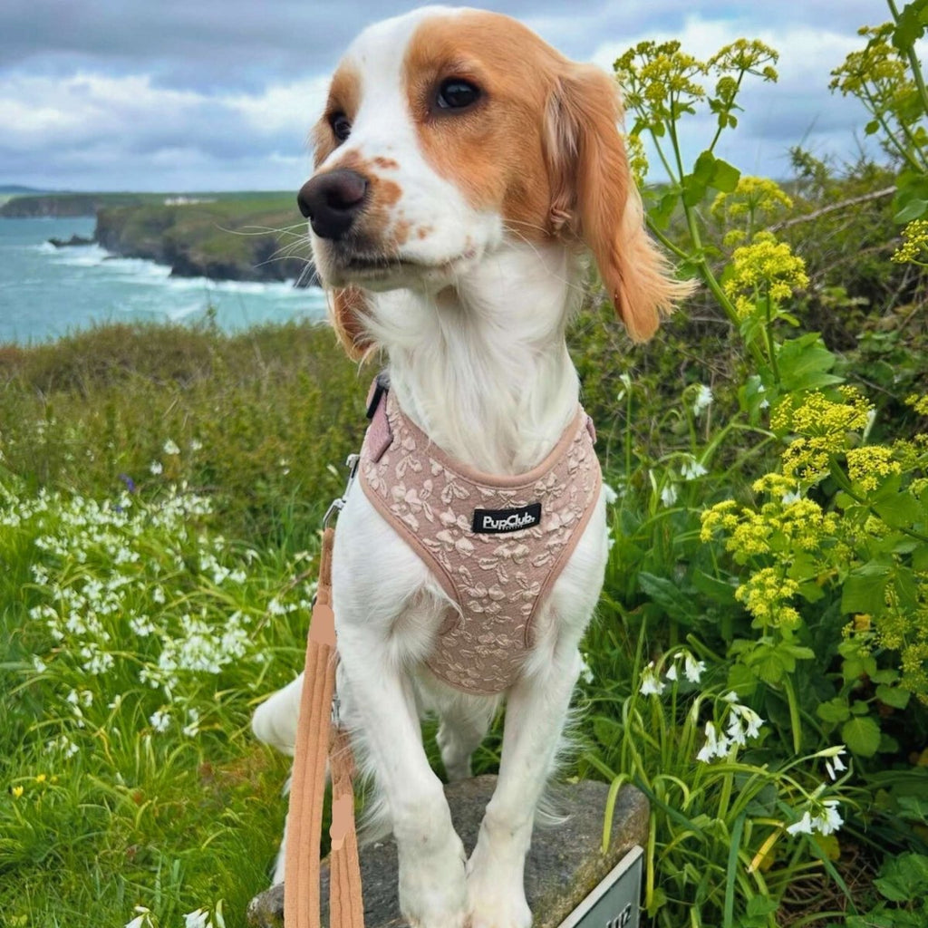 Toffee Latte Petals Adjustable Dog Harness