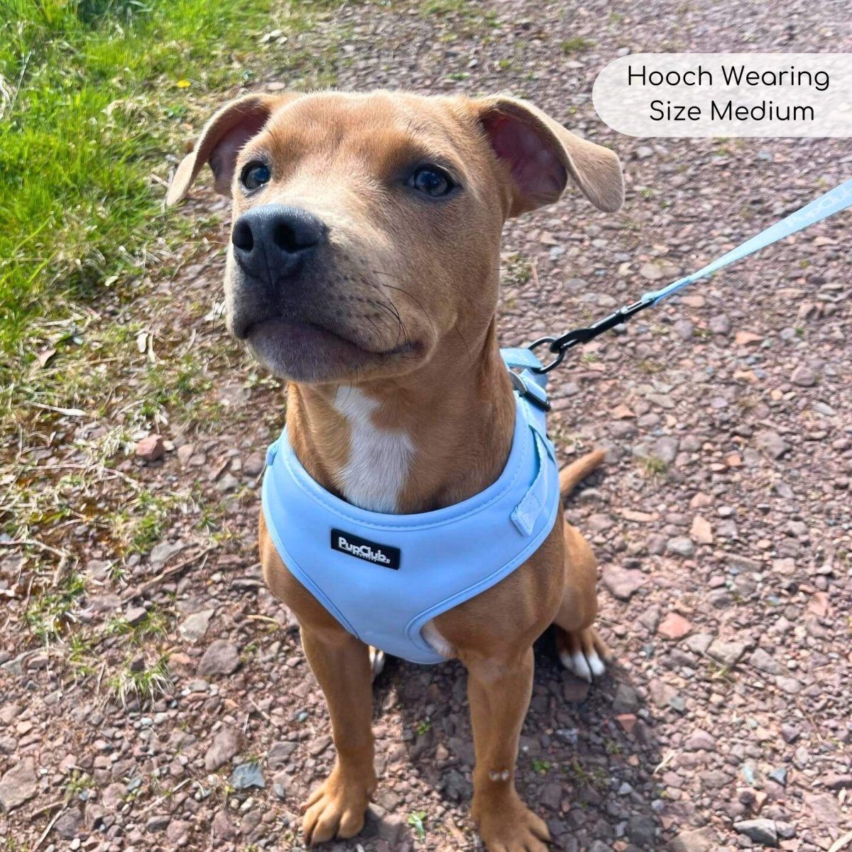 Pastel Blue Adjustable Dog Harness