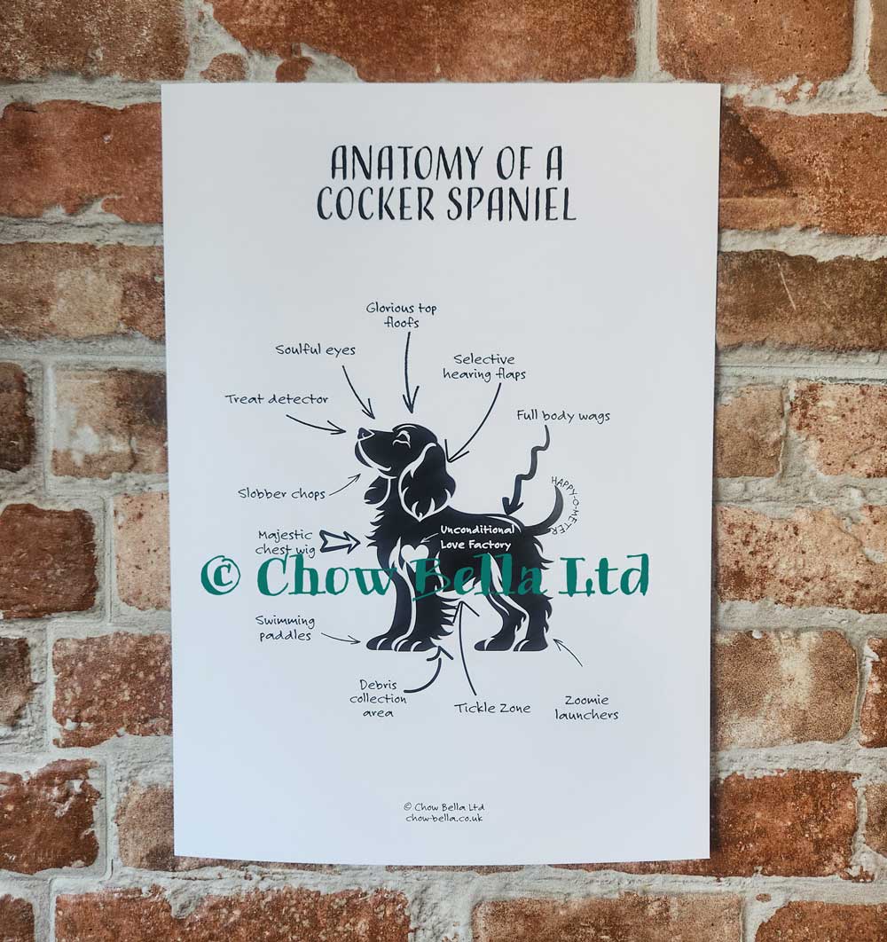 Anatomy of a Cocker Spaniel Print