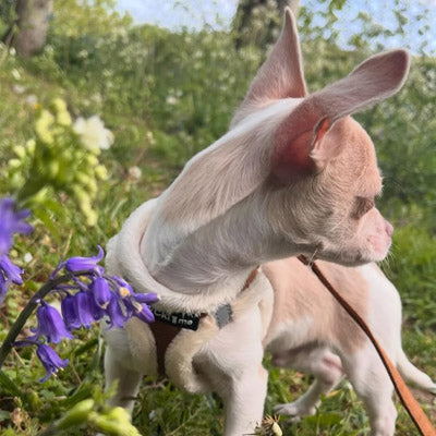 Step In Soft Touch Suede Faux Fur Lined Puppy and Small Dog Harness Mocha
