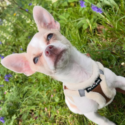 Step In Soft Touch Suede Faux Fur Lined Puppy and Small Dog Harness Mocha