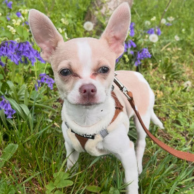 Step In Soft Touch Suede Faux Fur Lined Puppy and Small Dog Harness Mocha