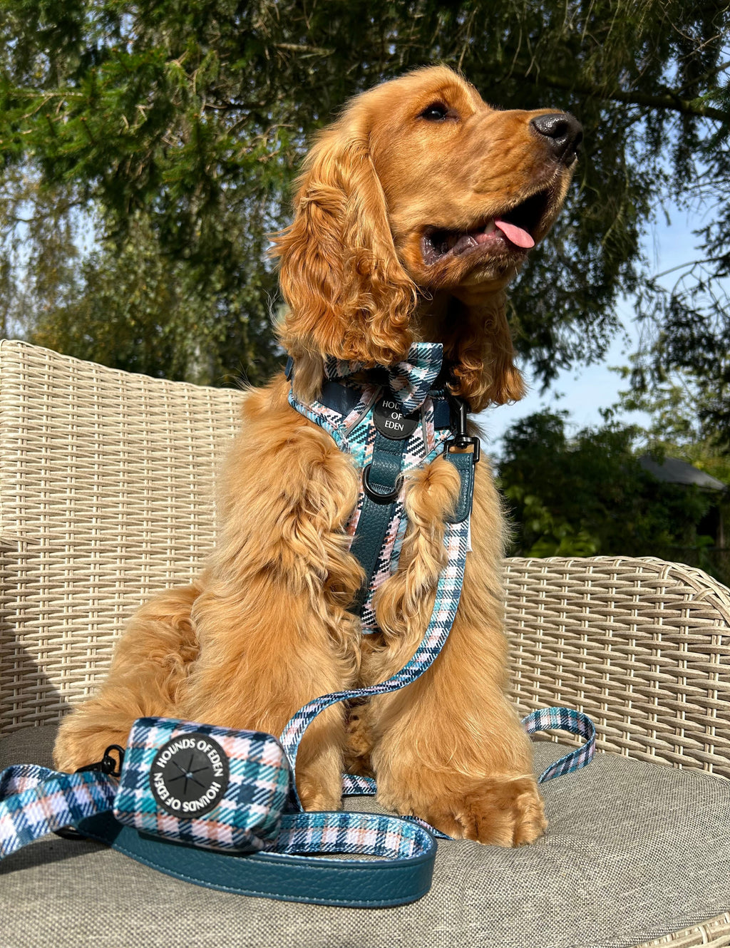 Smart Dog Supaw Strong Lite Harness XS to XL