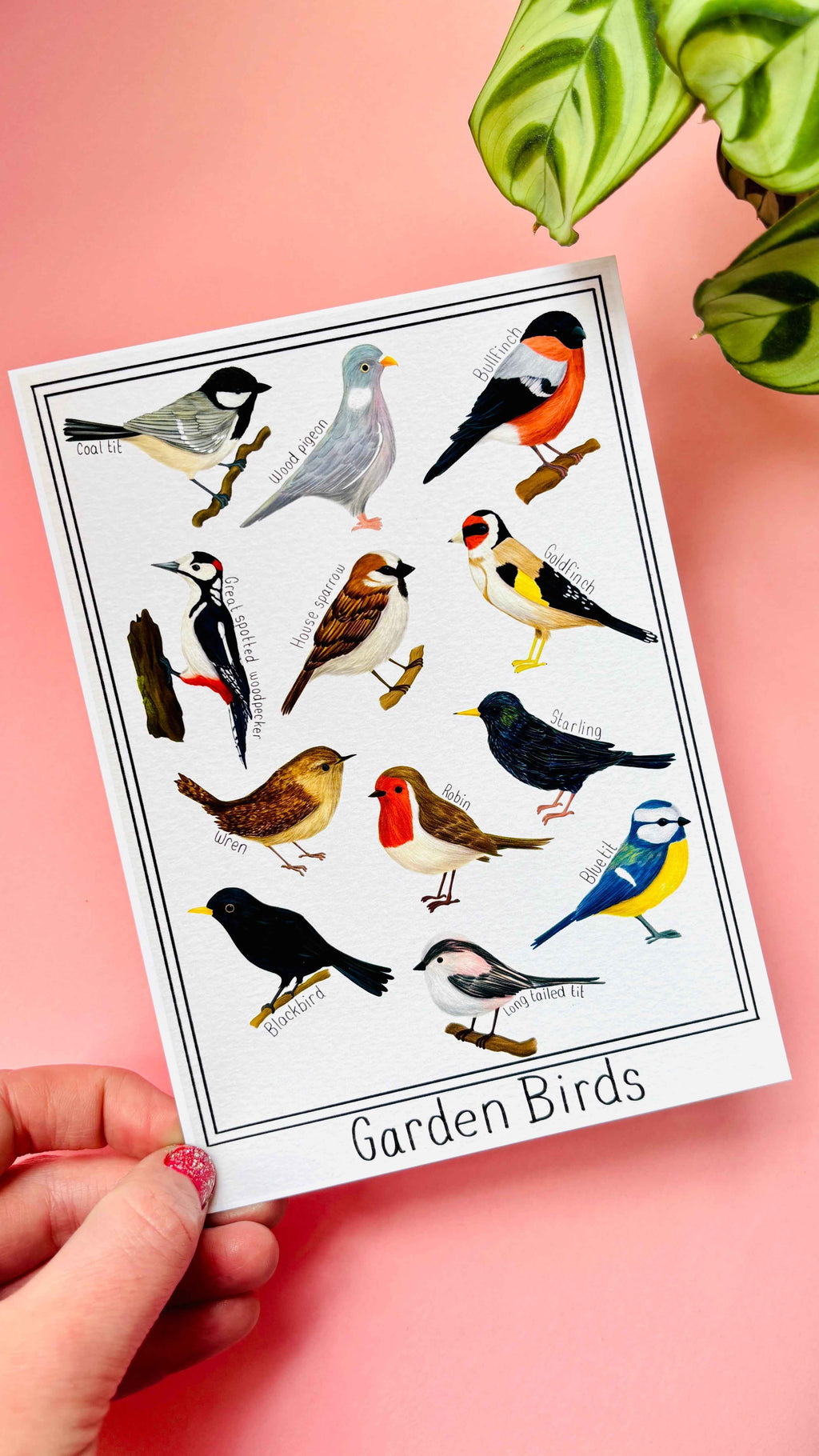 Garden British Birds Art Print Multiple Sizes