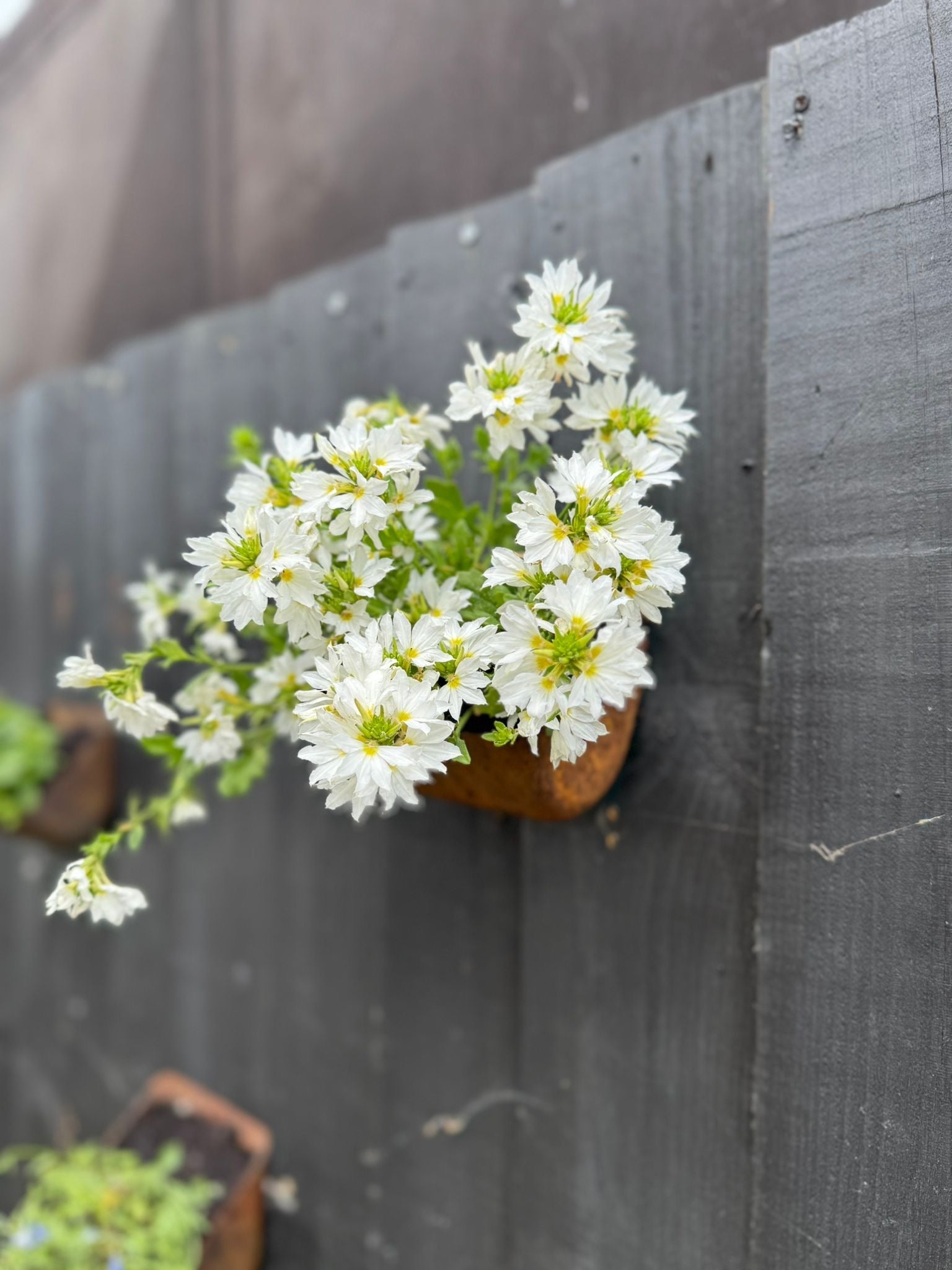 Vintage Rusty Metal Wall Mounted Planter