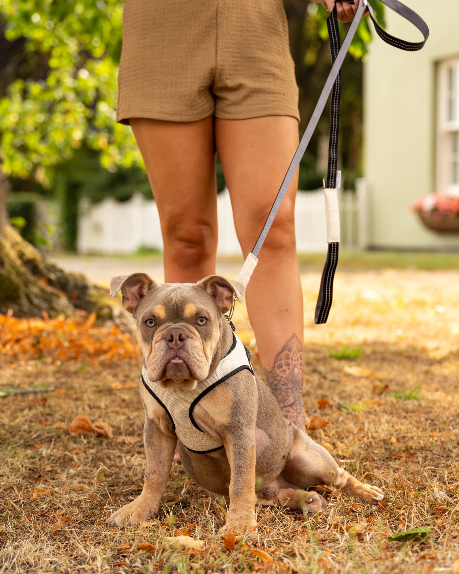 Mayfair Cream Dog Harness