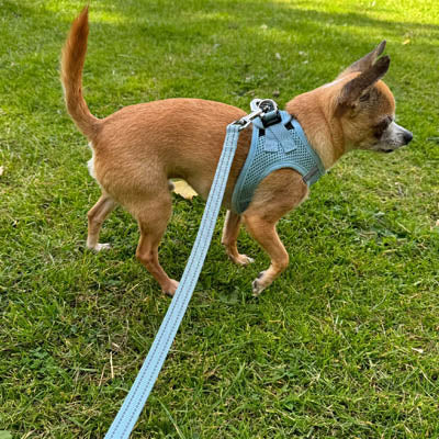 Tiny Trails Step In Air Mesh Puppy and Small Dog Harness Baby Blue