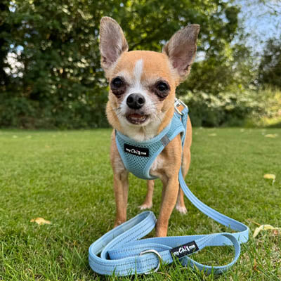 Reflective Baby Blue Webbing Lead 15mm for Small Dogs