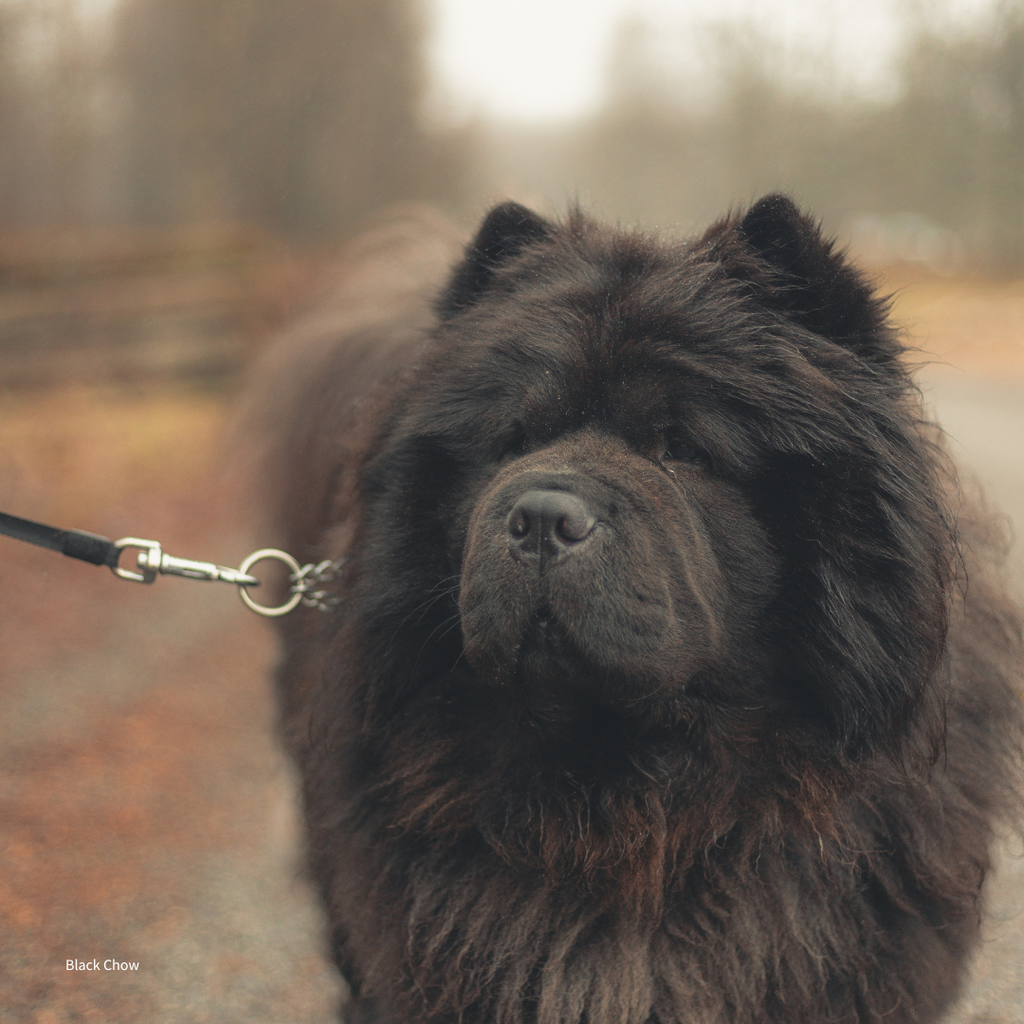 Send Some Floofy Love Black Chow Chow Greeting Card