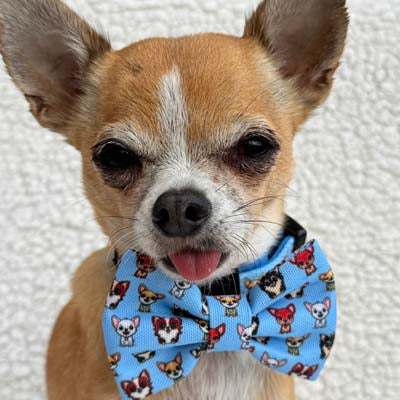 Blue Chihuahua Print Bow Tie for Dogs