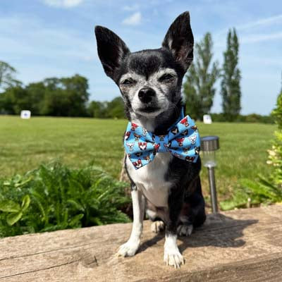 Blue Chihuahua Print Bow Tie for Dogs