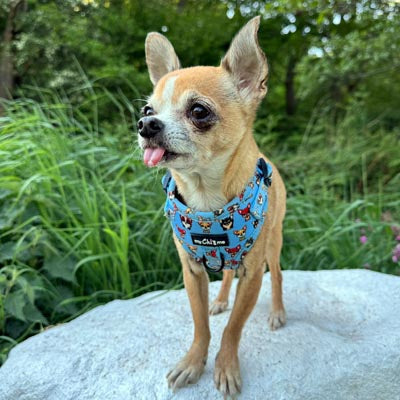 Blue Chihuahua Print Small Dog Harness with Exclusive Character Design