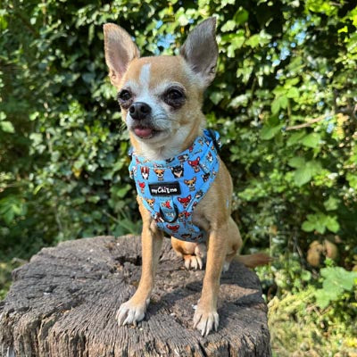 Blue Chihuahua Print Small Dog Harness with Exclusive Character Design