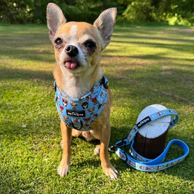Blue Chihuahua Print Small Dog Harness with Exclusive Character Design