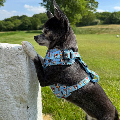 Blue Chihuahua Print Small Dog Harness with Exclusive Character Design