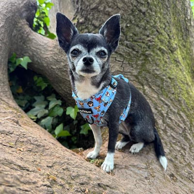 Blue Chihuahua Print Small Dog Harness with Exclusive Character Design