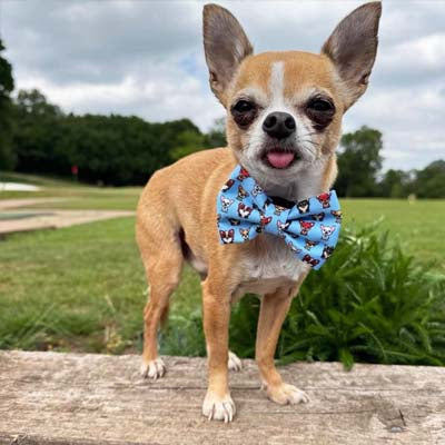 Blue Chihuahua Print Bow Tie for Dogs