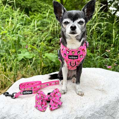 Signature Pink Sailor Bow for Chihuahuas and Small Dogs