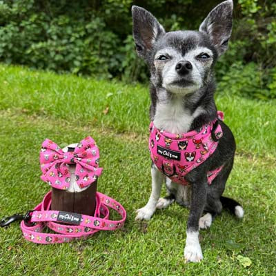 Signature Pink Sailor Bow for Chihuahuas and Small Dogs