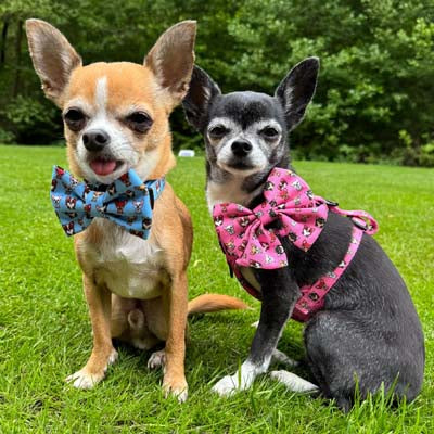 Blue Chihuahua Print Bow Tie for Dogs