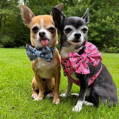 Blue Chihuahua Print Bow Tie for Dogs