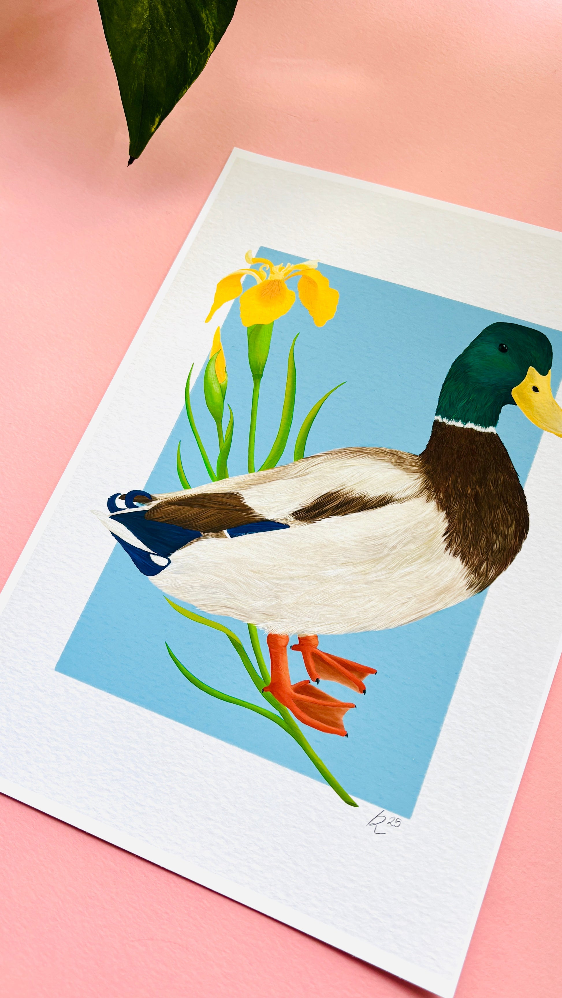 Mallard Duck and Iris British Wildlife Art Print
